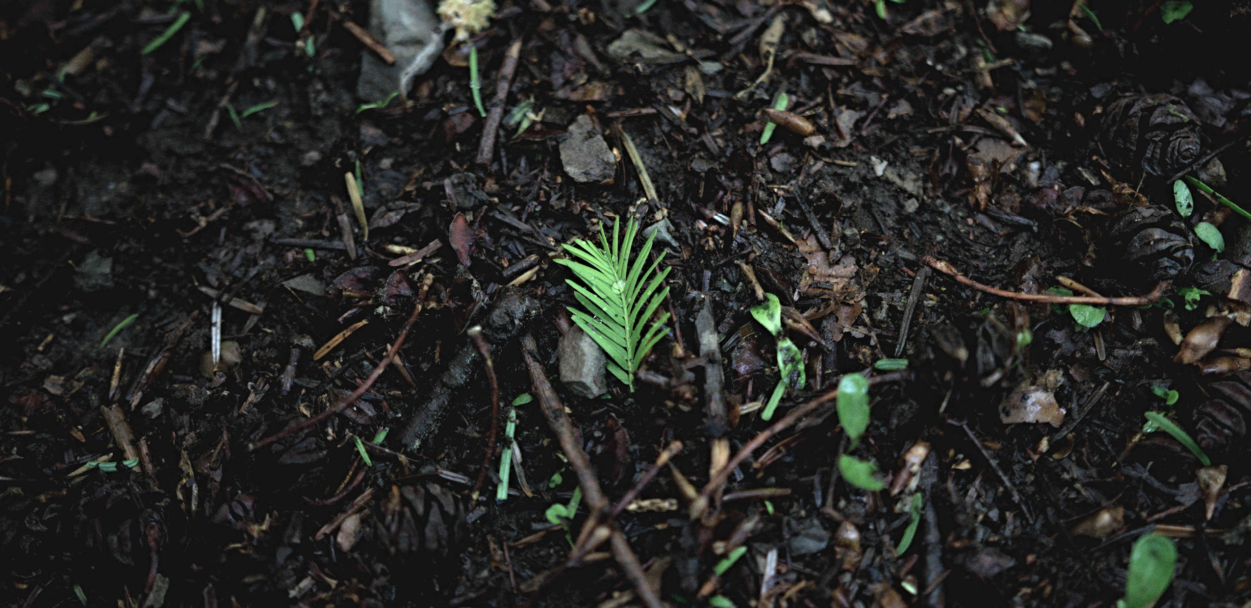 Herbarium